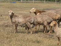Ovan, Hissar sheep — fotografija 7