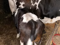 Bull, Russian Black pied cattle — photo 3