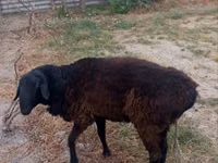 Ram, Hissar sheep — photo 6