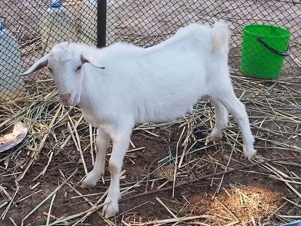 Ged, Saanen goat