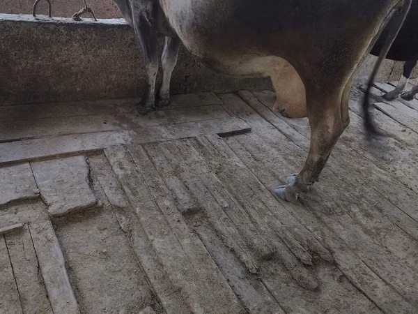 Cow, Cattle — Kyrgyzstan