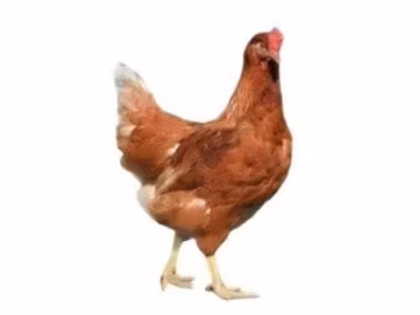 Chickens — Russia