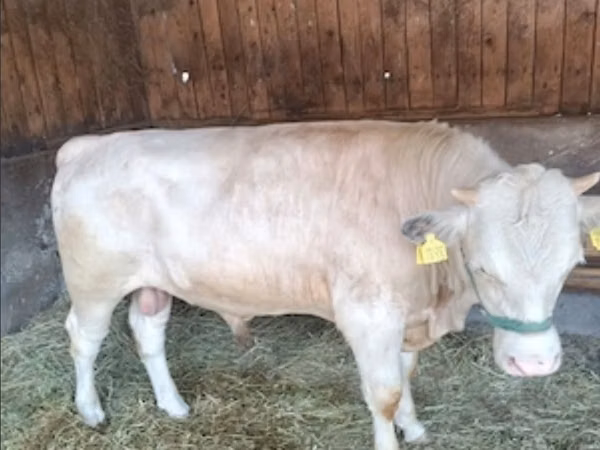 Banteng, Simmental cattle