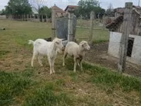 Ram, Merino sheep — photo 2