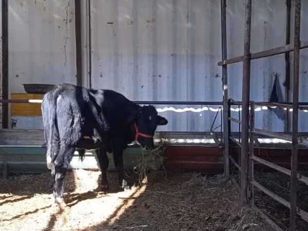 Toro, Ganado vacuno