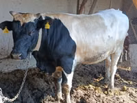 Bull, Holstein breed — photo 6