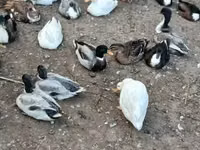 Ducks — foto 2