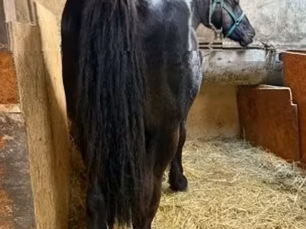 اسب نر, اسب — مجارستان