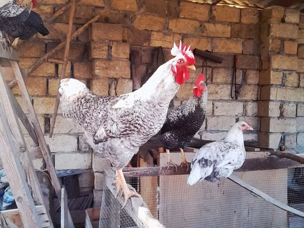 Chickens — Azerbejdżan