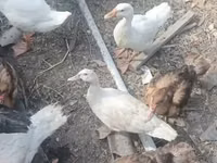 Ducks — foto 6