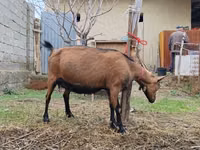 Capra, Capre — foto 2