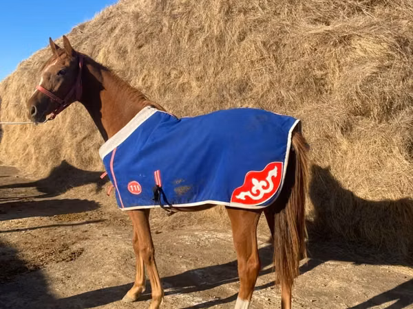 Jument, Anglo-Arabian