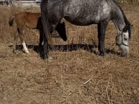 Kuda betina, Horses — foto 6