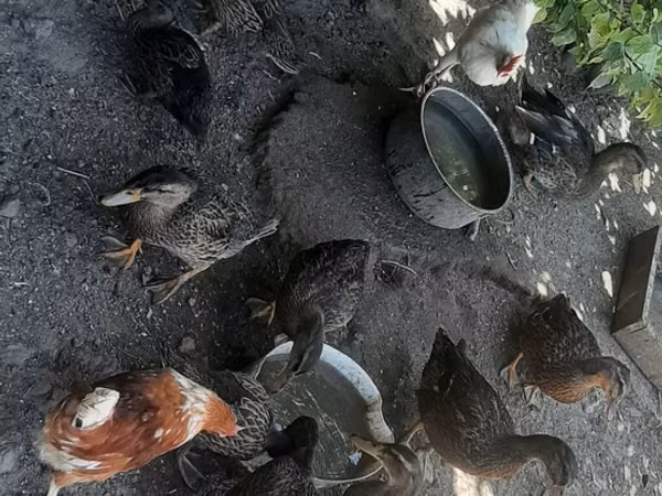 Ducks — Azerbejdżan