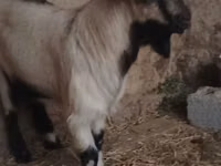 Billy Goat, Goats — photo 3