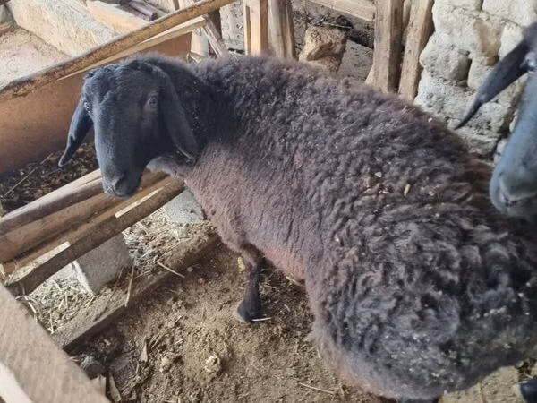 Ram, Sheep — Uzbekistan
