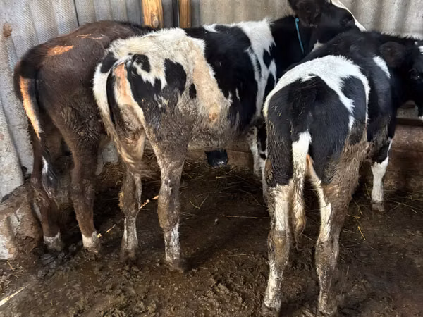 Vacă, Russian Black pied cattle