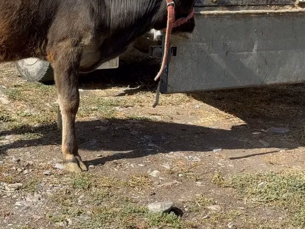 Cow, Alatau breed
