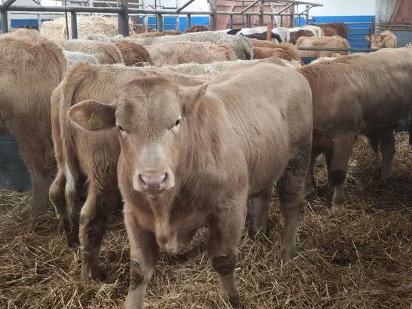 Kvæg (parti, køn ikke angivet), Simmental cattle
