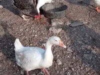 Geese — photo 4