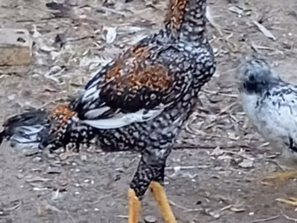 Chickens — Azerbaijan