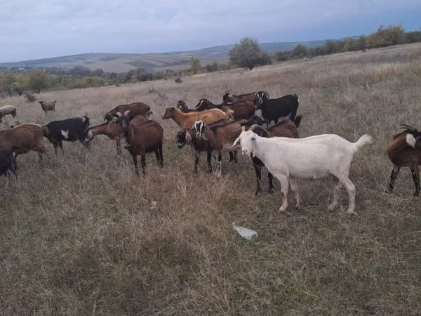 Goat, Goats