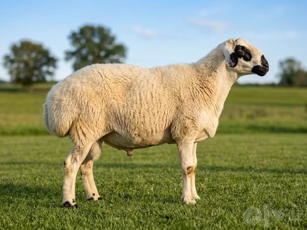 Ram, Beltex sheep — Uzbekistan