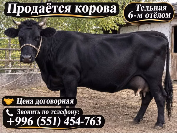 Vache, Russian Black pied cattle