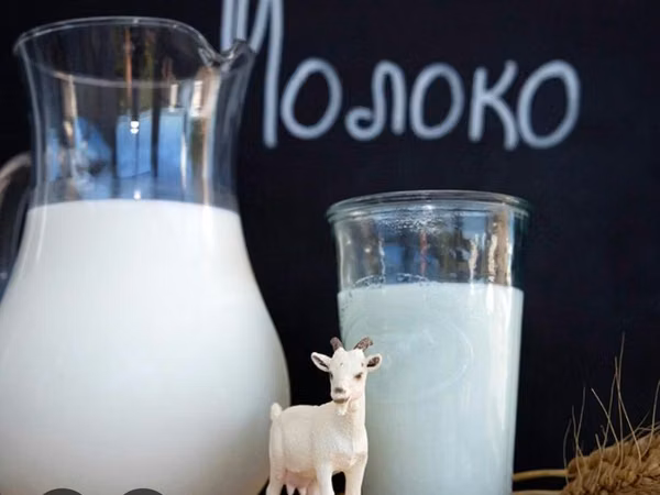 Goat, Goats — Kazakhstan