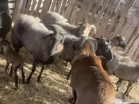 قوچ, Cameroon sheep — عکس 3