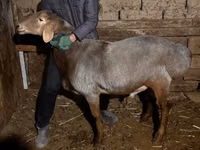 Kambing jantan, Rhon sheep — foto 2