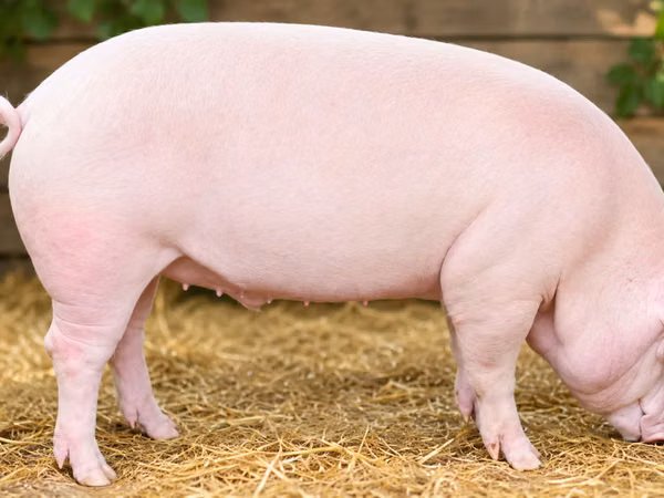 Boar,  — Moldova