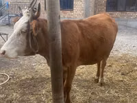 Cow, Swiss cattle — photo 5