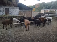 በጎች (ቡድን፣ ጾታ አልተጠቀሰም), Sheep — ፎቶ 3