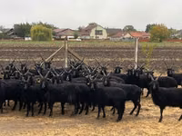 Sheep (batch, sex not specified), Racka sheep — photo 1