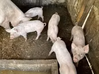 Säue, Schweine — Foto 3
