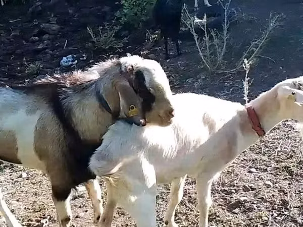 Goat, Goats — Kazakhstan