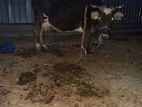 Krowa, Latvian Blue cattle — zdjęcie 2