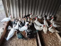 Ducks — 4. fotó