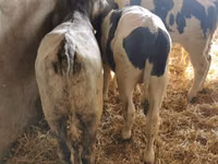 Bulle, Holländische Kuh (Ausgestorben) — Foto 2