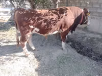 Býk, Simmental cattle — foto 2