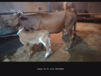 Mucca, Bovini — foto 5
