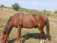 ፈረስ, Horses — ፎቶ 2