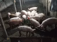 Boar, Pigs — photo 3