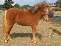 ม้าตัวผู้, Miniature horse — รูปภาพ 2