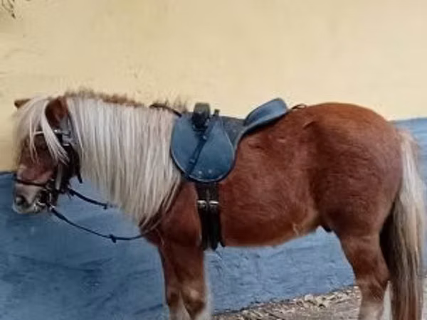 ม้าตัวผู้, Shetland Pony