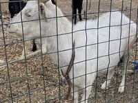 Ged, Saanen goat — foto 2