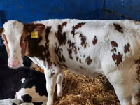 Bovini (lotto, sesso non specificato), Simmental cattle — foto 7
