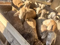 Ovca, Rhon sheep — fotografija 7
