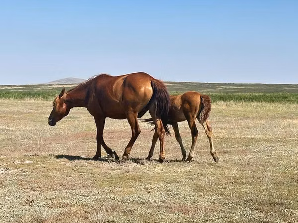 Mare, Kazakh horse — Kazakhstan